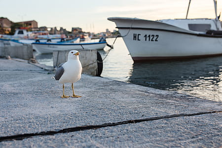 Seagull at Nessebar Port, Bulgaria thumbnail