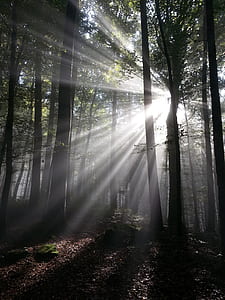 Green Tree Behind Sun Light thumbnail