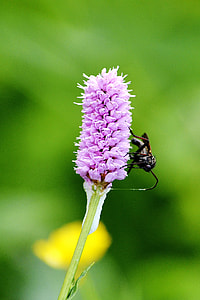 Meadow Flower With Insect thumbnail