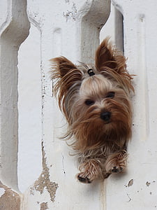 adult black and tan Yorkshire terrier thumbnail