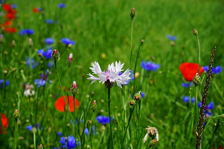 red and white petaled flowers in bloom at daytime thumbnail