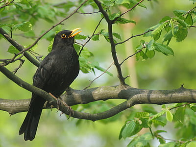 black bird perched on twig during daytime thumbnail