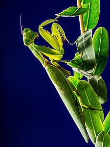 Praying Mantis, Fishing Locust thumbnail