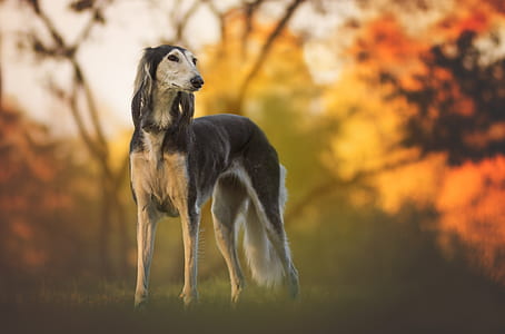 tilt shift photo of saluki dog thumbnail