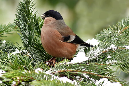 shallow focus photography of brown bird on green leaf thumbnail