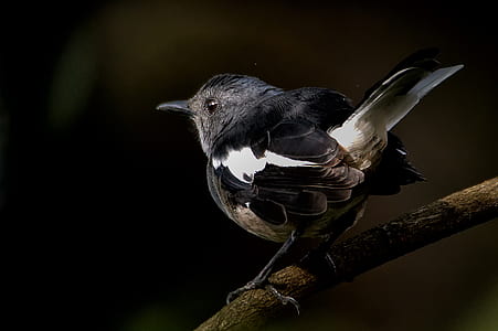 black and white bird on twig close-up photography thumbnail
