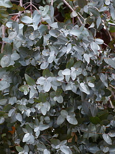 green leafed plant thumbnail