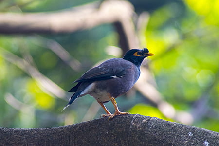 selective focus of black and white bird on tree branch at daytime thumbnail