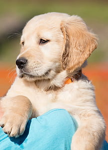 yellow Labrador retriever puppy close-up photography thumbnail