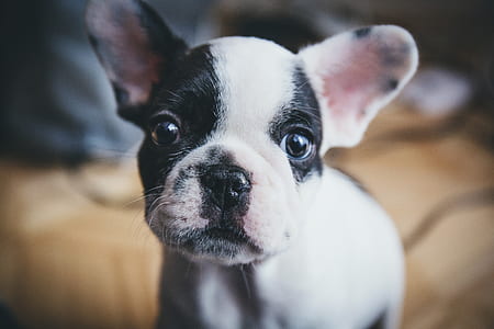 closeup view of white and black French bulldog puppy thumbnail