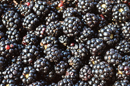 bunch of mulberry thumbnail