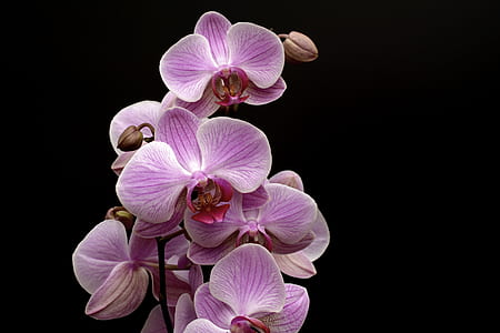 selective focus photography of purple moth orchid thumbnail