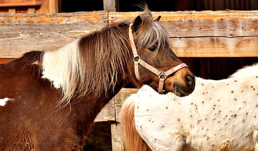 wildlife photography of brown and white horse thumbnail