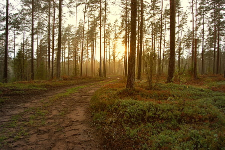 empty green forest during daytime thumbnail