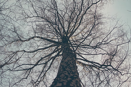 low angle photography of bare tree thumbnail