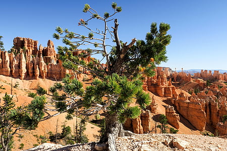 green leaf tree on canyon during daytime thumbnail