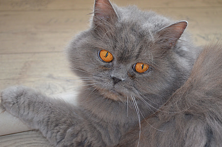 gray cat on floor thumbnail