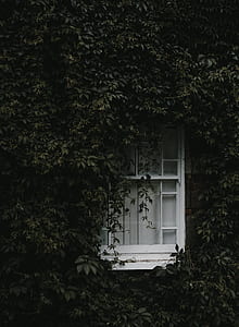 white wooden framed window covered with green leaf plant during daytime thumbnail