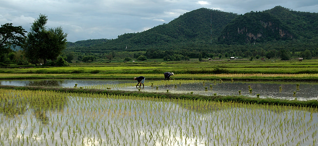 people on rice field at daytime thumbnail