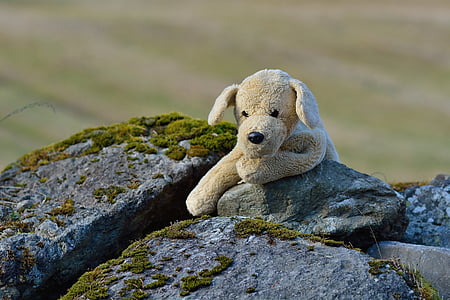 selective focus photo of brown dog plush toy on rock thumbnail