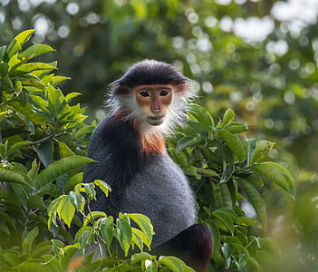 shallow focus photography of black and brown monkey thumbnail