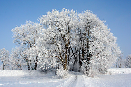 photo of pathway surrounded by trees covered by snow thumbnail