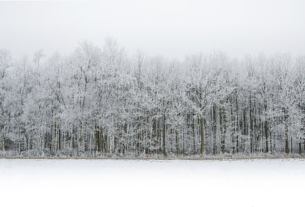 tree covered with snow at daytime thumbnail