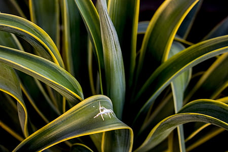 Close-Up Photography of Agave Plant thumbnail