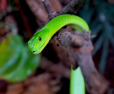 green snake hanged on tree branch thumbnail