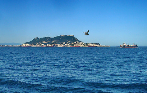 white gull in mid-flight over body of water thumbnail