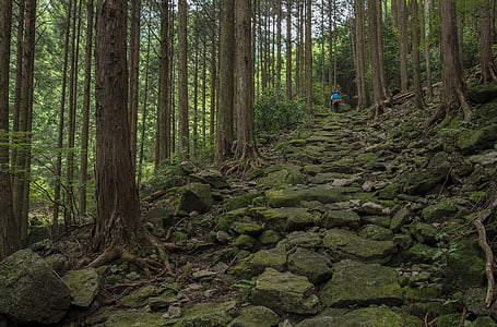 green concrete pathway surrounded by trees thumbnail