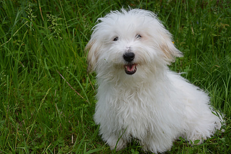 adult white Bolognese dog resting on grass field thumbnail