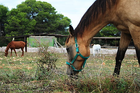 three horses eating grass during daytime thumbnail