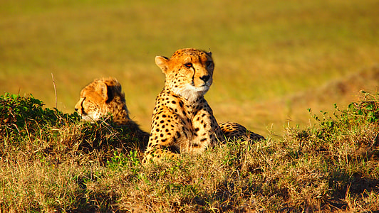 two Cheetahs on grass field thumbnail