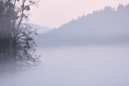 fog, mist, foggy, morning, sunrise, simplistic thumbnail