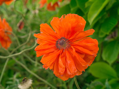orange poppy flower in close-up photography thumbnail