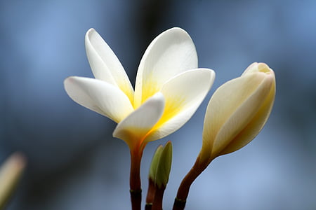 closeup photo of white flowers thumbnail