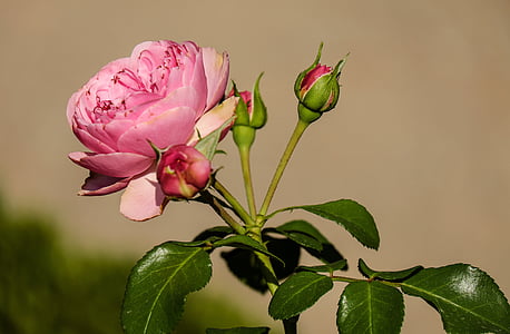 tilt shift lens photography of pink flower thumbnail