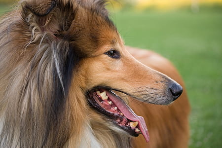 dog standing on grass field thumbnail