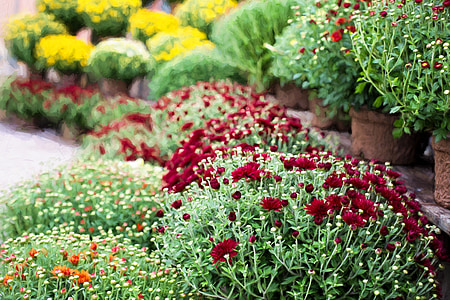 assorted flowers thumbnail