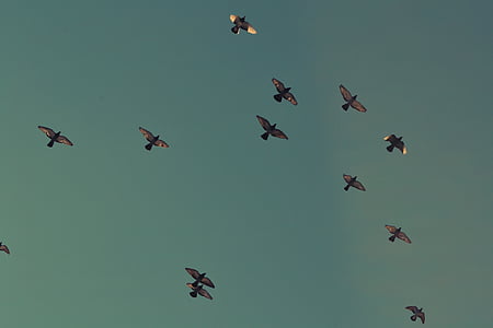 bird in the sky thumbnail