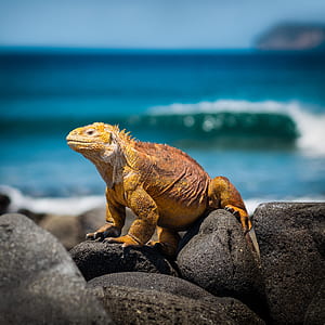 selective focus photography of orange iguana on rock thumbnail
