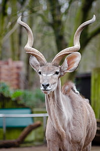 animal, cute, zoo, wildlife thumbnail