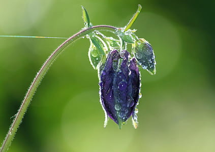 purple pasqueflower bud in selective focus photography thumbnail
