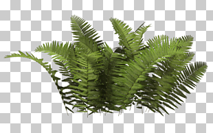Plant Tree, Bush , close-up of fern plants PNG clipart