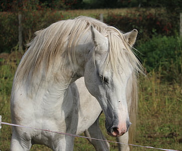 white horse watching brown rope behind green leaf trees thumbnail