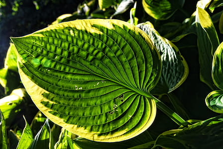 green ovate leafed plant thumbnail