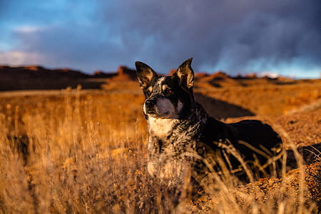 dog, grass, desert, nature thumbnail