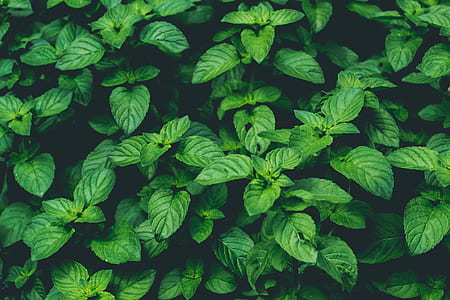 green leafed plant thumbnail