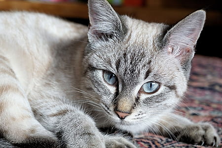close up photography of tabby cat on area rug thumbnail